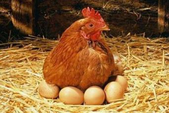 母雞養多久會下蛋