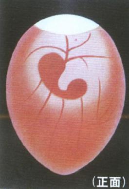 孵化機禽胚發育參考圖