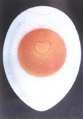 孵化機禽胚發育參考圖