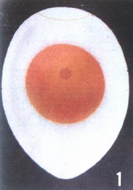 禽胚發育參考圖1孵化機